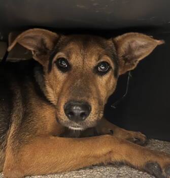 Rescue Hound Dogs for Adoption in Tarboro, North Carolina - 25-670 Chocolate | PetCurious