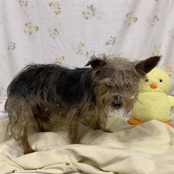 A613188 -  Yorkshire Terrier and Mixed Breed Dog for Adoption in Modesto, California - A613188 | PetCurious