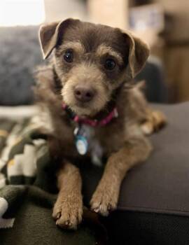 Chihuahua Dogs Available for Adoption in Leesburg, Virginia - FERN | PetCurious