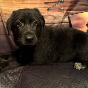Luke -  Labrador Retriever and Mixed Breed Dog for Adoption in Normal, Illinois - Luke | PetCurious