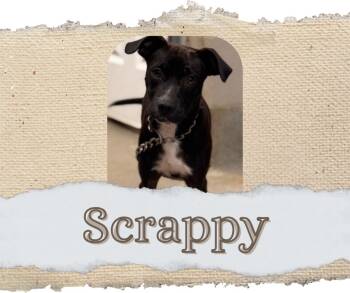 Rescue Terrier Dogs for Adoption in Hopkinsville, Kentucky - Scrappy | PetCurious