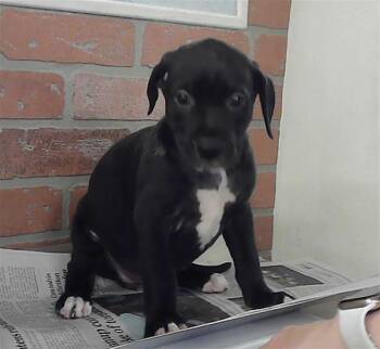 A2079411 -  Staffordshire Bull Terrier and Mixed Breed Dog for Adoption in Houston, Texas - A2079411 | PetCurious