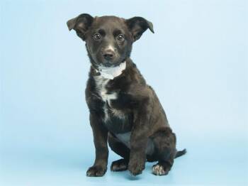 REGINA -  Australian Cattle Dog Blue Heeler Dog for Adoption in Phoenix, Arizona - REGINA | PetCurious