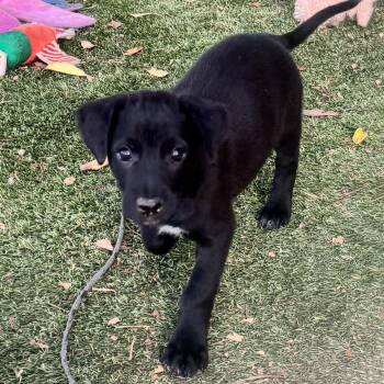 Labrador Retriever and Shepherd Dogs Available for Adoption in San Diego, California - Anthem Pup - Dawn | PetCurious