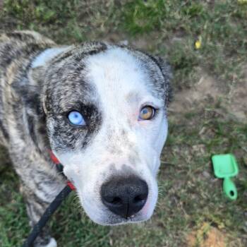 Rescue Retriever and Husky Dogs for Adoption in Montgomery, Alabama - Willie | PetCurious