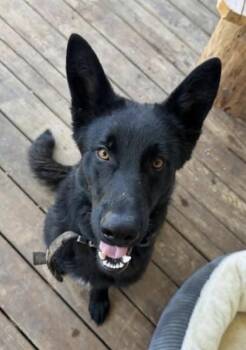Boone (10mo CAT TOLERANT) -  German Shepherd Dog Dog for Adoption in Greeneville, Tennessee - Boone (10mo CAT TOLERANT) | PetCurious