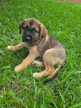 Andy -  German Shepherd Dog and Labrador Retriever Dog Available for Adoption in Glocester, Rhode Island - Andy | PetCurious