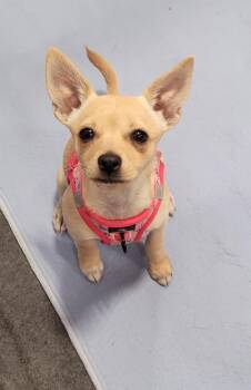 Whitney -  Chihuahua Dog for Adoption in Los Angeles, California - Whitney | PetCurious