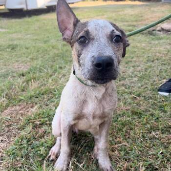 Dr. Cuddles -  Australian Cattle Dog Blue Heeler and Mixed Breed Dog for Adoption in Tulsa, Oklahoma - Dr. Cuddles | PetCurious