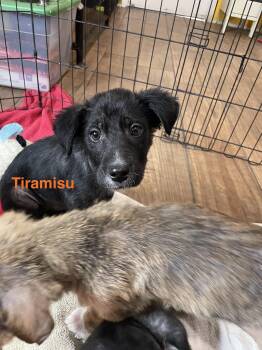 Siberian Husky Dogs Available for Adoption - Tiramisu | PetCurious