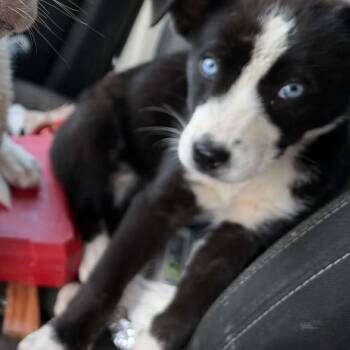 Husky and Mixed Breed Dogs Available for Adoption in Opelika, Alabama - Agnes | PetCurious