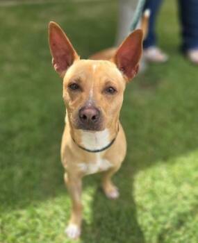 Terrier and Mixed Breed Dogs Available for Adoption in Honolulu, Hawaii - Arlo | PetCurious