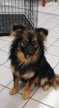 TRIXIE -  Pomeranian Dog for Adoption in Saint Jo, Texas - TRIXIE | PetCurious