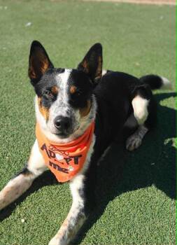Rescue Australian Cattle Dog Blue Heeler Dogs for Adoption in Fruit Heights, Utah - Bjorn | PetCurious