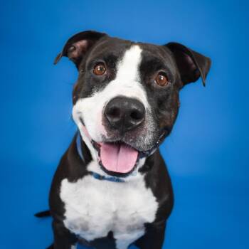 Mantis -  American Bulldog and Mixed Breed Dog for Adoption in West Palm Beach, Florida - Mantis | PetCurious