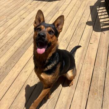 Shepherd Dogs Available for Adoption in Parrish, Alabama - Sabine | PetCurious