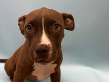 Biscotti -  Black Mouth Cur and Mixed Breed Dog for Adoption in Woodbury, Minnesota - Biscotti | PetCurious