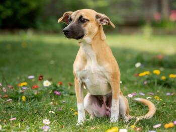 Trixie -  Mixed Breed and Black Mouth Cur Dog for Adoption in Sebastian, Florida - Trixie | PetCurious