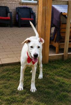 Brady -  Labrador Retriever Dog for Adoption - Brady | PetCurious