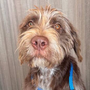 German Wirehaired Pointer Dogs Available for Adoption in Clearwater, Florida - Jupiter | PetCurious