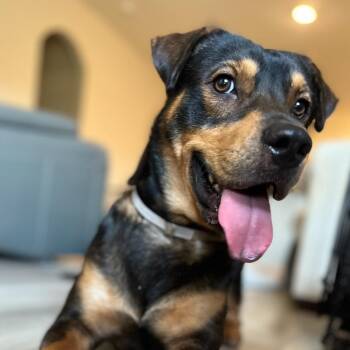 Rescue Mixed Breed Dogs for Adoption in Houston, Texas - Georgio | PetCurious