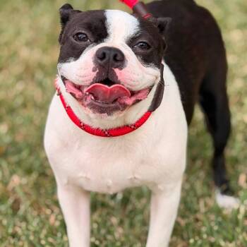 Sully -  Boston Terrier Dog for Adoption in Allen, Texas - Sully | PetCurious