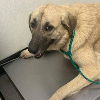 Priscilla 26-09-145 -  Pit Bull Terrier and Mixed Breed Dog for Adoption in Bastrop, Texas - Priscilla 26-09-145 | PetCurious