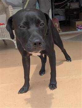 Rescue Mixed Breed Dogs for Adoption in Palmetto, Florida - A131858 | PetCurious