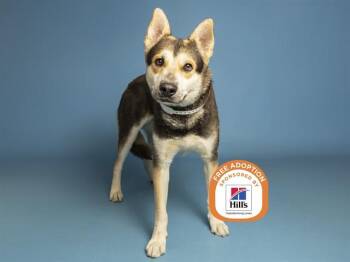 RASCAL -  German Shepherd Dog and Husky Dog for Adoption in Phoenix, Arizona - RASCAL | PetCurious