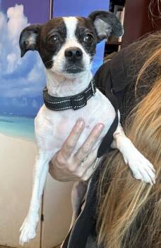 Jax -  Parson Russell Terrier and Mixed Breed Dog for Adoption in Palm Coast, Florida - Jax | PetCurious