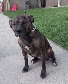 American Staffordshire Terrier and Mixed Breed Dogs Available for Adoption in Houston, Texas - A2077437 | PetCurious