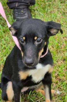 Pixie -  German Shepherd Dog Dog for Adoption in Brewster, New York - Pixie | PetCurious