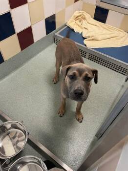 Chase A219033 -  Pit Bull Terrier Dog for Adoption in Plano, Texas - Chase A219033 | PetCurious