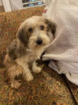 Shady -  Schnauzer and Poodle Dog for Adoption in Morton Grove, Illinois - Shady | PetCurious