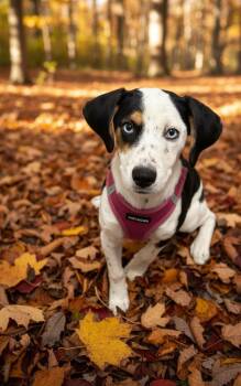 Willow -  Hound Dog for Adoption in Hillsdale, New York - Willow | PetCurious