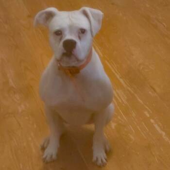 Rescue Boxer Dogs for Adoption in Marion, North Carolina - Noah (Community Assist) | PetCurious