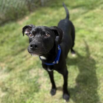 Eclipse *Coming Soon* -  Labrador Retriever and Mixed Breed Dog for Adoption in Dover, New Hampshire - Eclipse *Coming Soon* | PetCurious