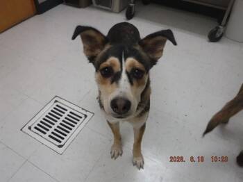 CASSIE -  Australian Cattle Dog Blue Heeler and Mixed Breed Dog for Adoption in Oroville, California - CASSIE | PetCurious