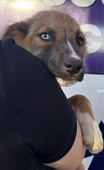 ATLAS -  Border Collie and Pit Bull Terrier Dog for Adoption in Modesto, California - ATLAS | PetCurious