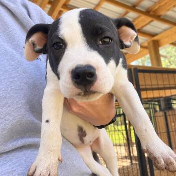 Bonnie West -  Boxer Dog for Adoption in Andover, Massachusetts - Bonnie West | PetCurious
