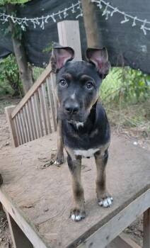 Root Beer -  Husky and Pit Bull Terrier Dog for Adoption in West Peoria, Illinois - Root Beer | PetCurious
