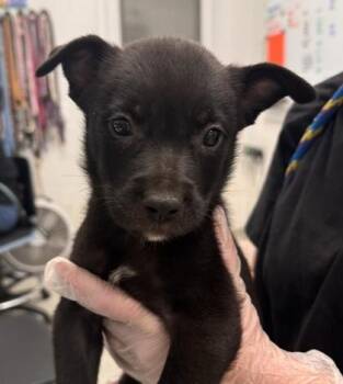 Grasshopper -  Mixed Breed Dog for Adoption in Kansas City, Missouri - Grasshopper | PetCurious