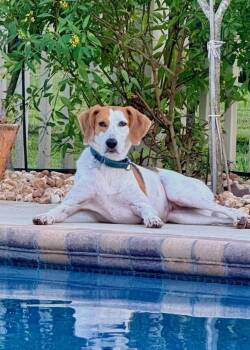 Patches -  Treeing Walker Coonhound and Brittany Spaniel Dog for Adoption in Palm City, Florida - Patches | PetCurious