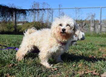 Rescue Shih Poo Dogs for Adoption in Tomah, Wisconsin - Anne | PetCurious