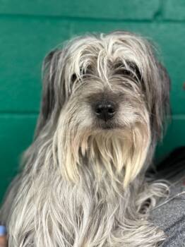 Terrier Dogs Available for Adoption in Blue Springs, Missouri - Diamond | PetCurious