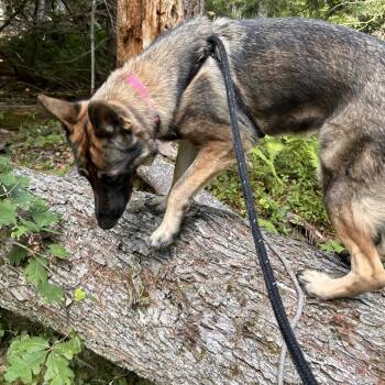Bella -  German Shepherd Dog Dog for Adoption in Bedford, New Hampshire - Bella | PetCurious