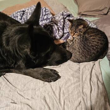 German Shepherd Dog Dogs Available for Adoption - Maverick  | PetCurious