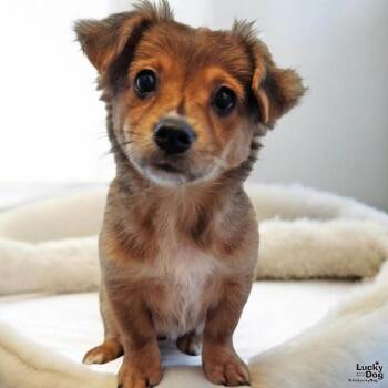 Chihuahua Dogs Available for Adoption - Senorita Minny | PetCurious