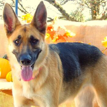 Kehlani -  Shepherd Dog for Adoption in Newark, New Jersey - Kehlani | PetCurious