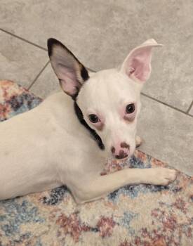 Rabella OR14361-T -  Chihuahua and Dachshund Dog for Adoption in Missouri City, Texas - Rabella OR14361-T | PetCurious